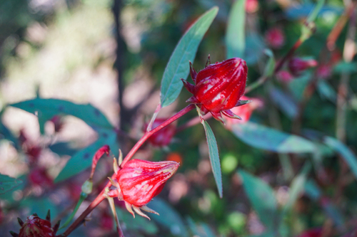 Sorrel
