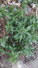 Chenopodiastrum murale