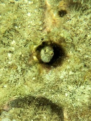 Blenniidae