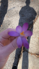 Crocus tommasinianus