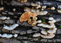 Steccherinum bourdotii