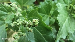 Chenopodiastrum murale