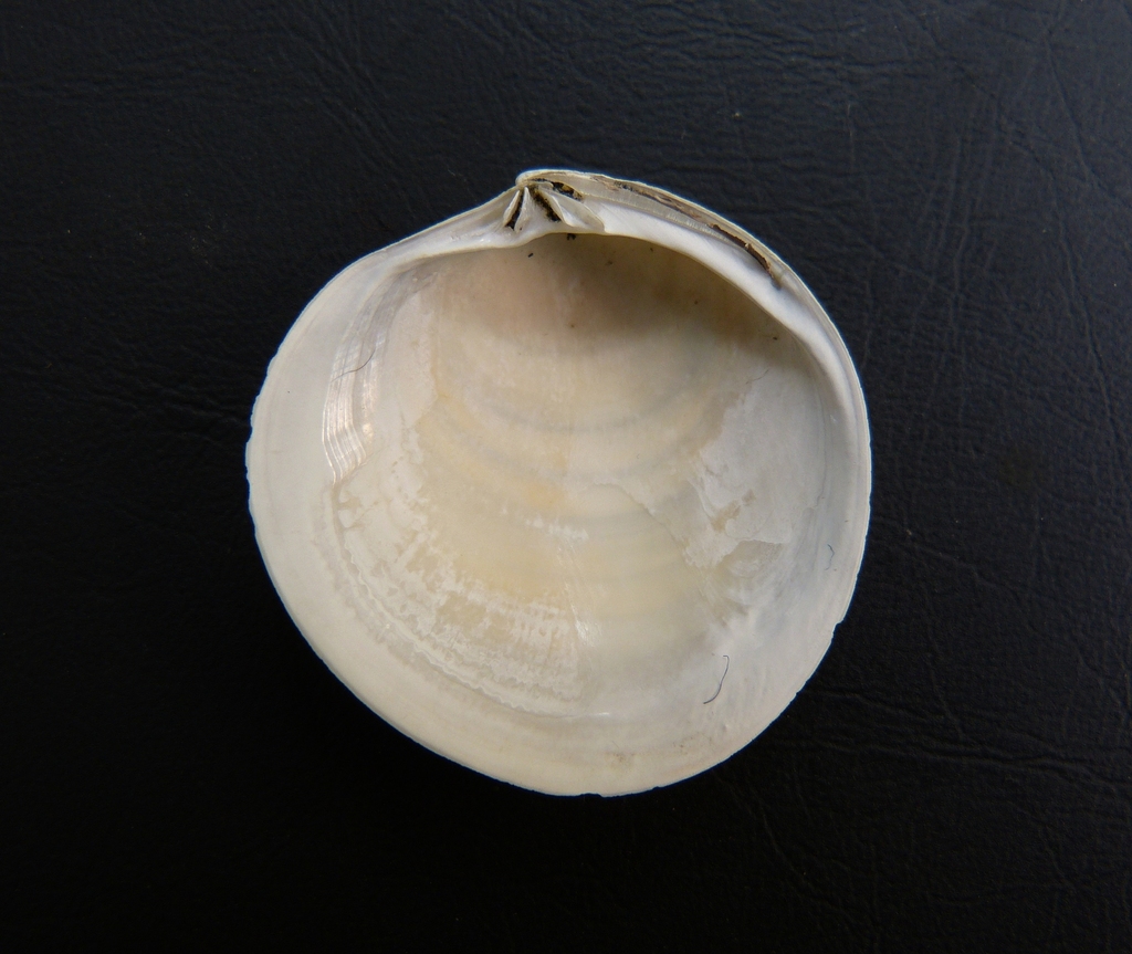 Cyclinella subquadrata