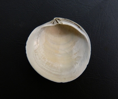 Cyclinella subquadrata