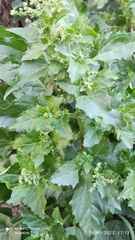 Chenopodiastrum murale