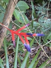 Quesnelia liboniana