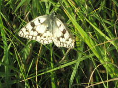 Melanargia russiae