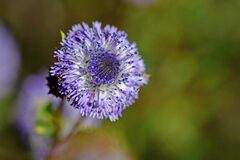Globularia alypum
