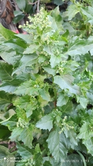 Chenopodiastrum murale