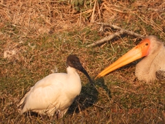 Threskiornis melanocephalus