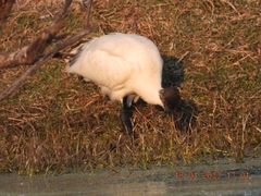 Threskiornis melanocephalus