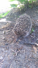 Erinaceus roumanicus