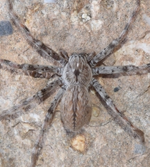 Eusparassus levantinus