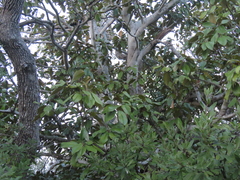 Persea borbonia