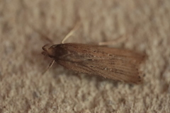 Helcystogramma triannulella
