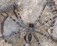 Eusparassus levantinus