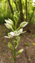Chloraea membranacea