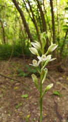 Chloraea membranacea