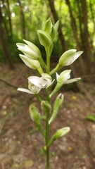 Chloraea membranacea