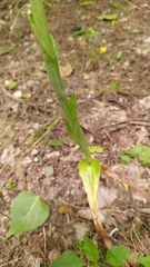 Chloraea membranacea