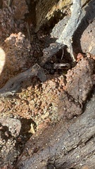 Notiophilus sylvaticus