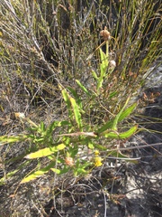 Osteospermum ciliatum