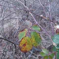 Rubus polonicus