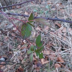 Rubus polonicus
