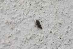 Stenidiocerus poecilus