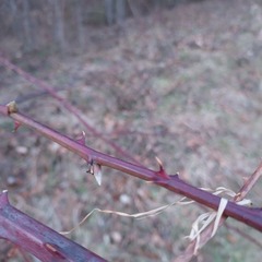 Rubus polonicus