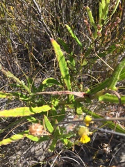 Osteospermum ciliatum