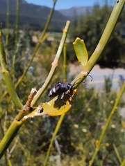 Brachychilus scutellaris