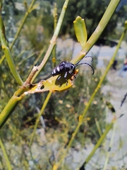 Brachychilus scutellaris