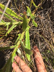 Osteospermum ciliatum