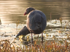 Porphyrio poliocephalus