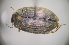 Leconectes striatellus