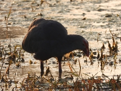 Porphyrio poliocephalus