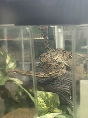 Boa