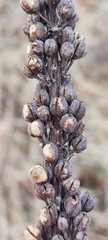 Verbascum nigrum