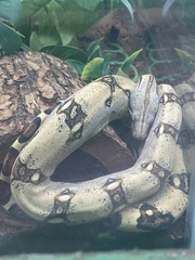 Boa
