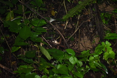 Odorrana hosii