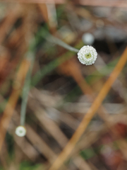Syngonanthus flavidulus