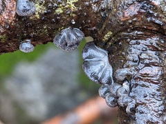 Resupinatus alboniger