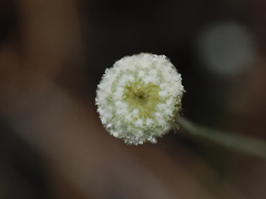 Syngonanthus flavidulus