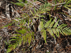 Pteridium caudatum