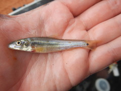 Phenacobius mirabilis