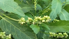 Mercurialis annua