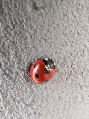 Coccinella septempunctata