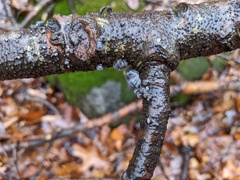 Resupinatus alboniger