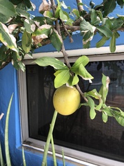 Crescentia cujete